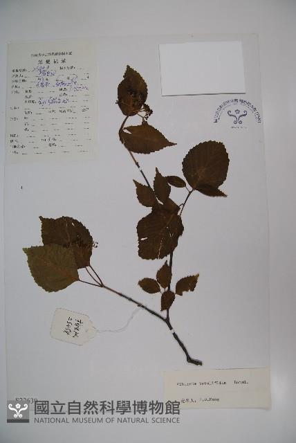 樺葉莢迷、玉山莢迷藏品圖，第1張