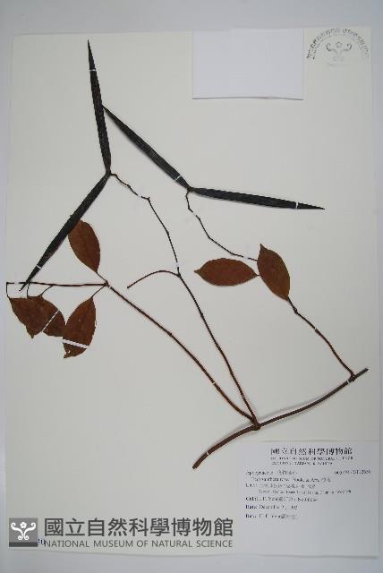 酸藤藏品圖，第1張