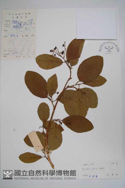 毛萼厚殼樹藏品圖，第1張