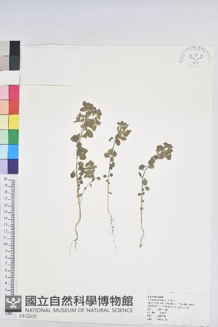 登錄號:S162630藏品圖，第1張