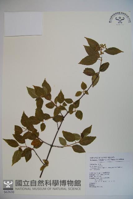 狹葉莢迷藏品圖，第1張