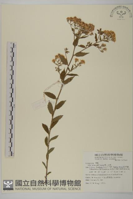 絨山白蘭藏品圖，第1張