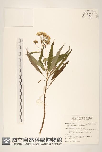 黃菀藏品圖，第1張