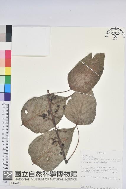 登錄號:S100630藏品圖，第1張