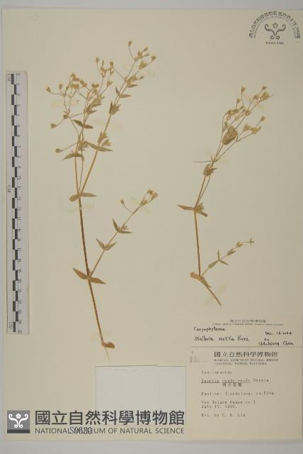 疏花繁縷藏品圖，第1張