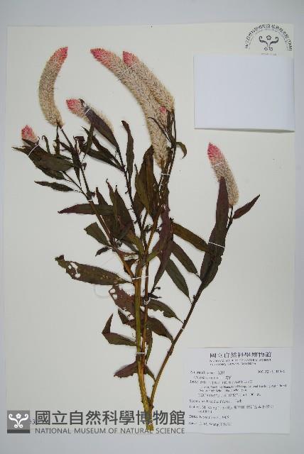 青葙藏品圖，第1張