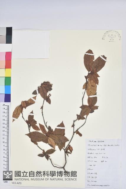 溪畔杜鵑花藏品圖，第1張