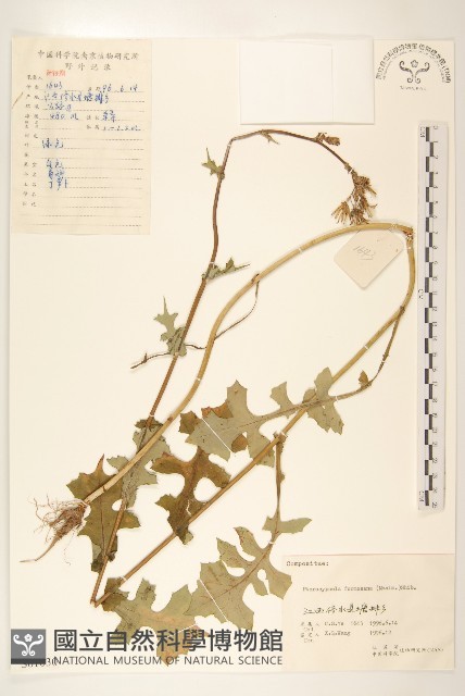 臺灣山苦藚藏品圖，第1張
