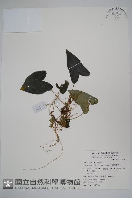 薄葉細辛、尾花細辛藏品圖，第1張