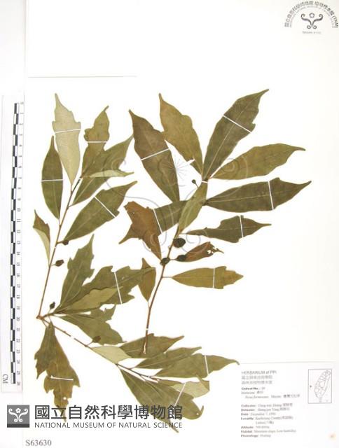 天仙果、臺灣榕藏品圖，第1張