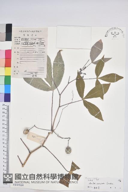 樹薯、木薯藏品圖，第1張