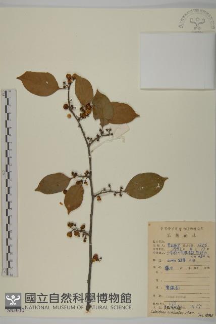 過山楓藏品圖，第1張