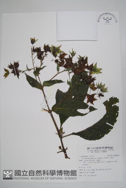 假酸漿藏品圖，第1張