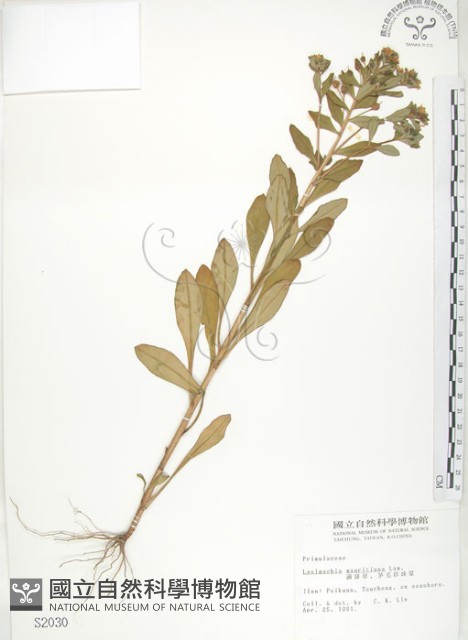茅毛珍珠菜藏品圖，第1張
