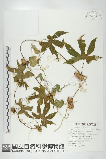 雙輪瓜藏品圖，第1張