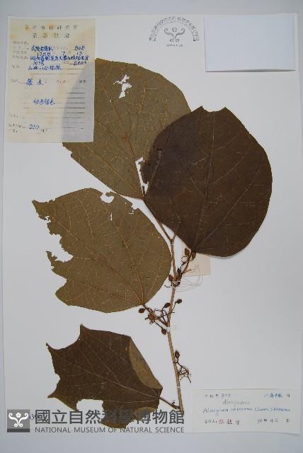 八角楓藏品圖，第1張