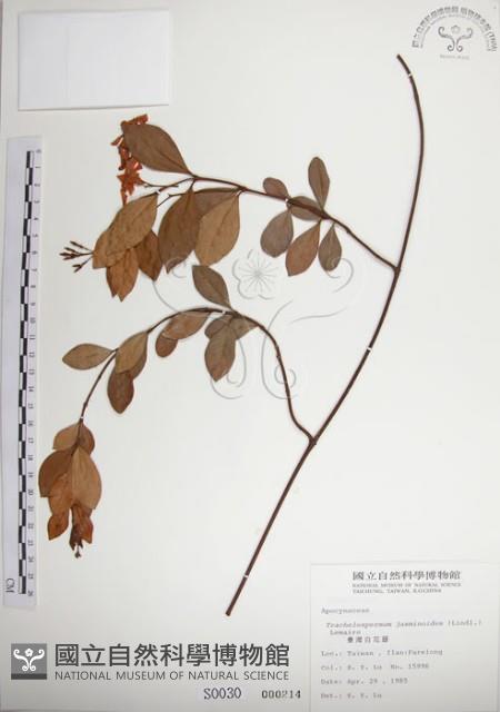 絡石藏品圖，第1張