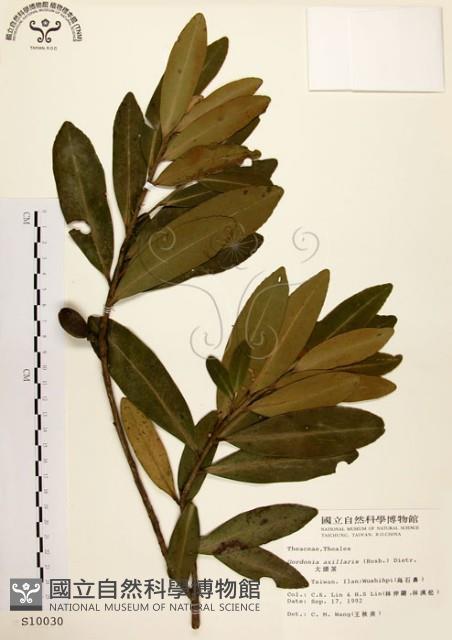 大頭茶藏品圖，第1張