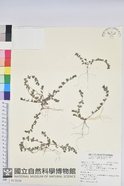 新竹地錦藏品圖，第1張