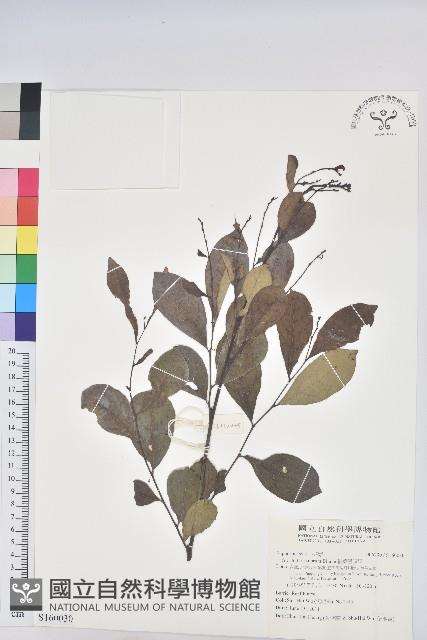 細葉饅頭果藏品圖，第1張