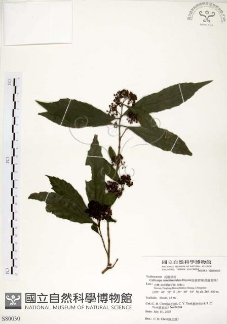 疏齒紫珠、恆春紫珠藏品圖，第1張