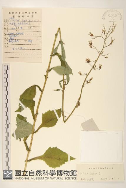 鵝仔草藏品圖，第1張