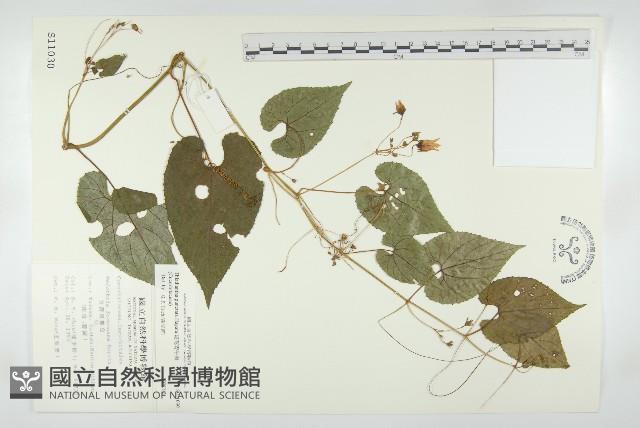 斑花青牛膽藏品圖，第1張