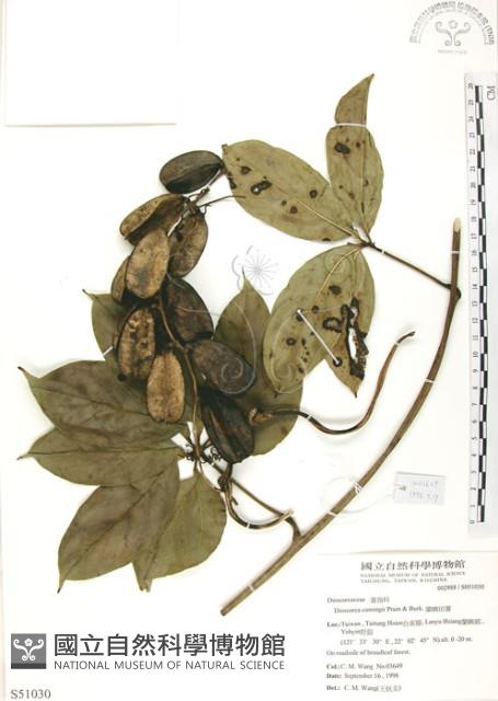 Accession Number:S051030 Collection Image