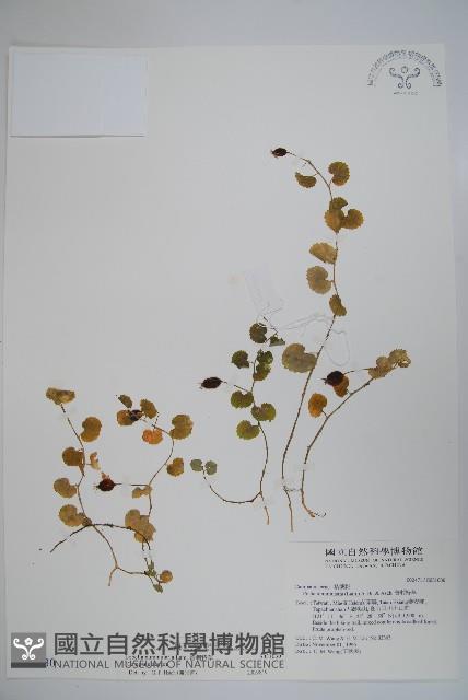 普刺特草藏品圖，第1張