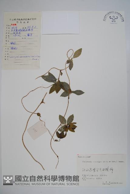 羊乳、四葉參藏品圖，第1張