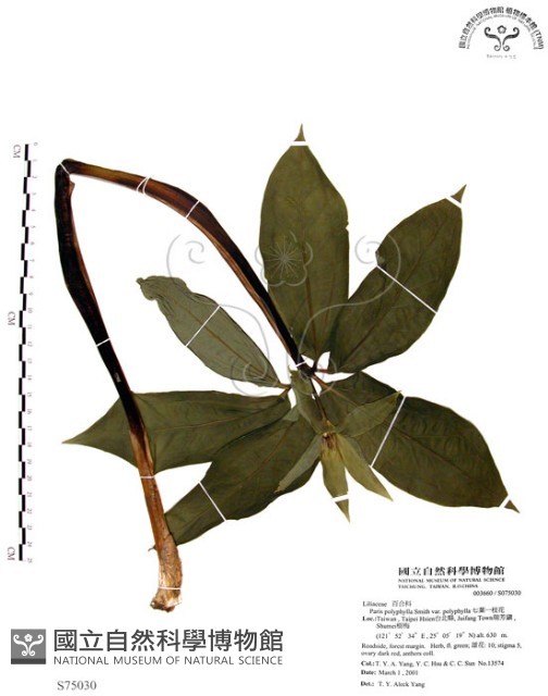 七葉一枝花藏品圖，第1張