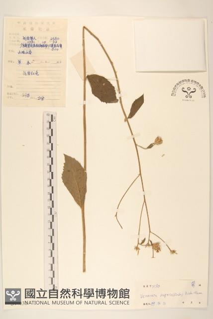 糙葉斑鳩菊藏品圖，第1張