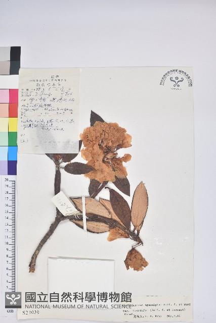 黃毛海綿杜鵑藏品圖，第1張