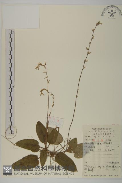 香鬼督郵藏品圖，第1張