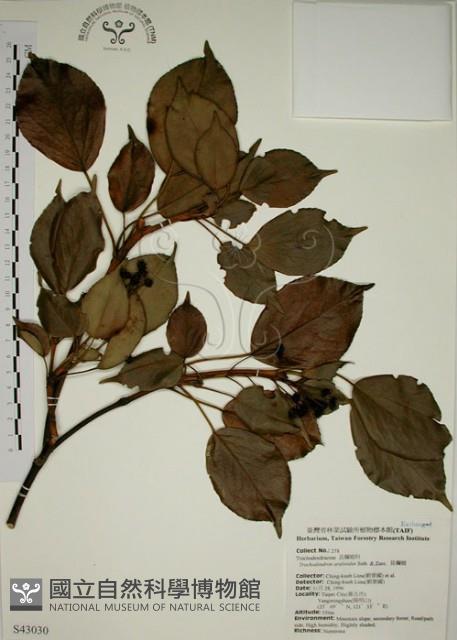 昆欄樹藏品圖，第1張