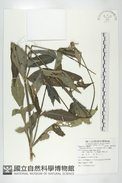 川續斷藏品圖，第1張