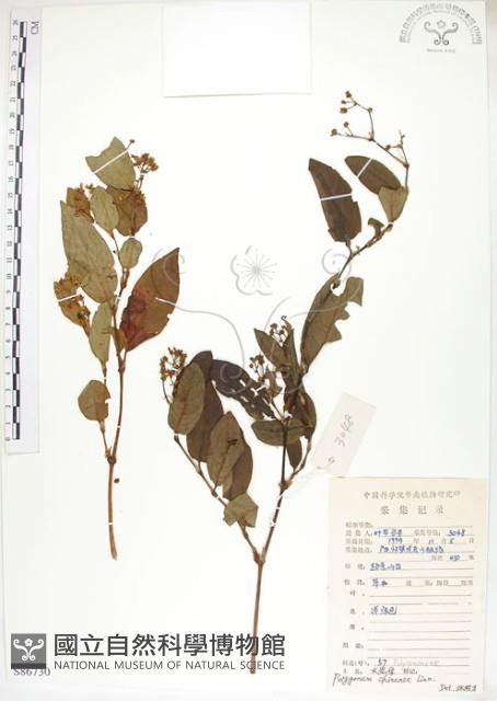 火炭母草、清飯藤藏品圖，第1張
