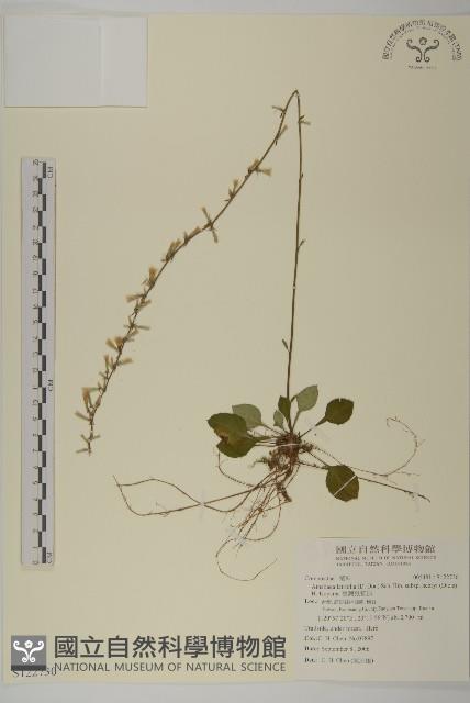 臺灣鬼督郵藏品圖，第1張