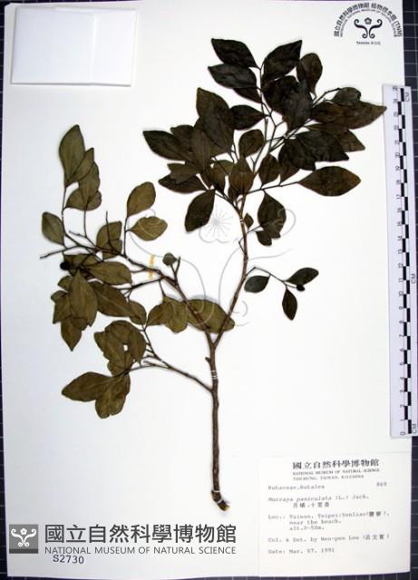 月橘藏品圖，第1張