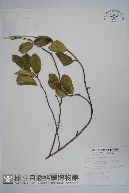 武靴藤藏品圖，第1張