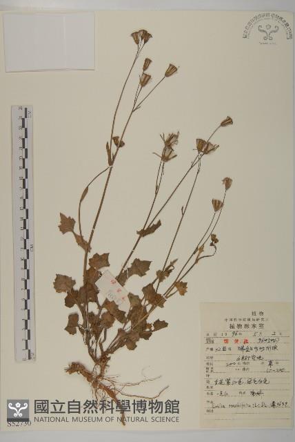 紫背草藏品圖，第1張