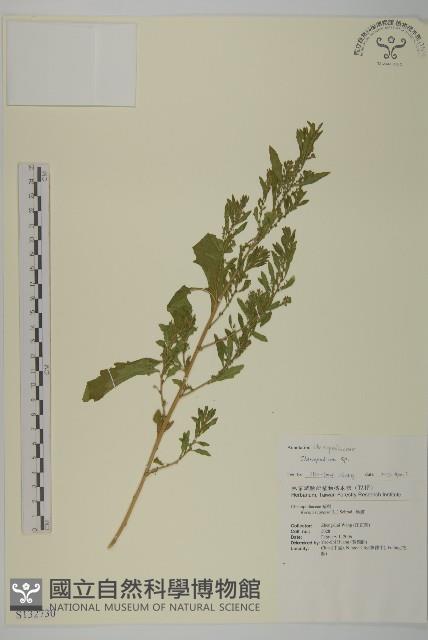 登錄號:S132730藏品圖，第1張