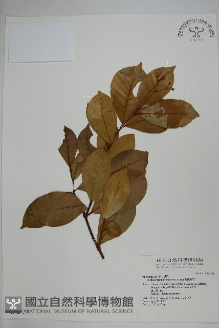 蘭嶼絡石藏品圖，第1張