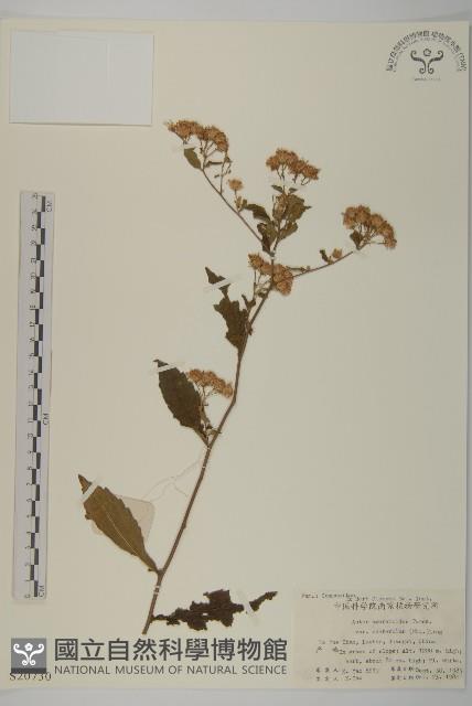 微糙三脈紫菀藏品圖，第1張