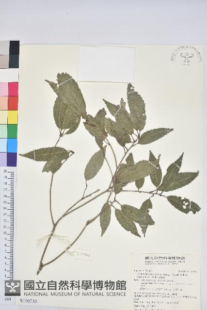 狹葉櫟藏品圖，第1張