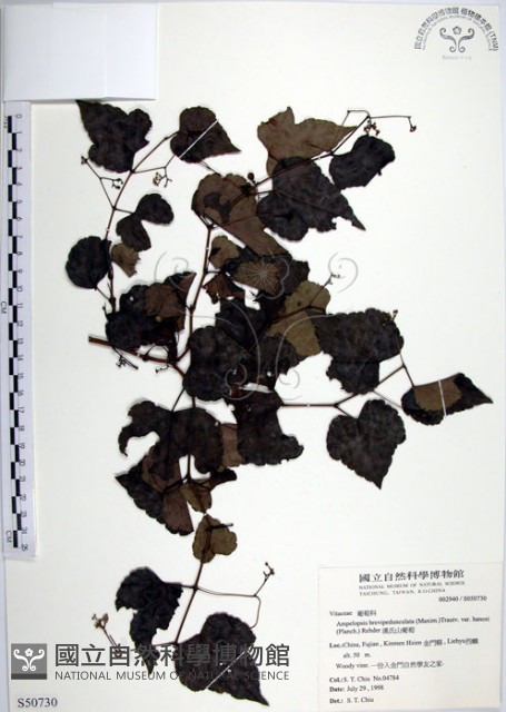 漢氏山葡萄藏品圖，第1張