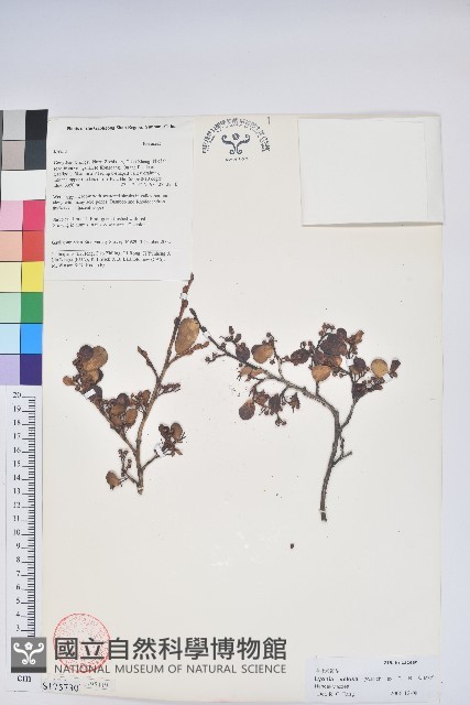 毛葉珍珠花藏品圖，第1張
