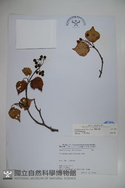 樺葉莢迷、玉山莢迷藏品圖，第1張