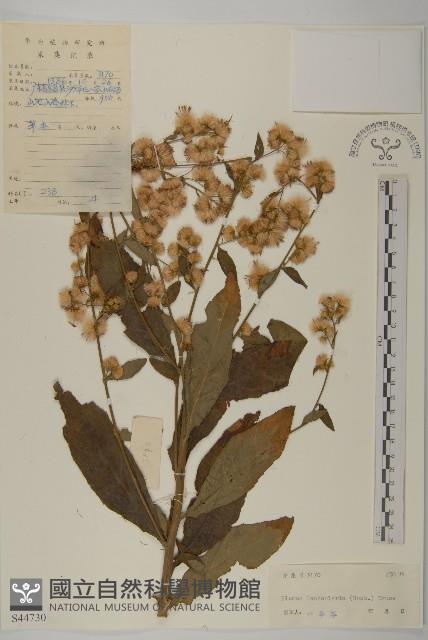 走馬胎藏品圖，第1張