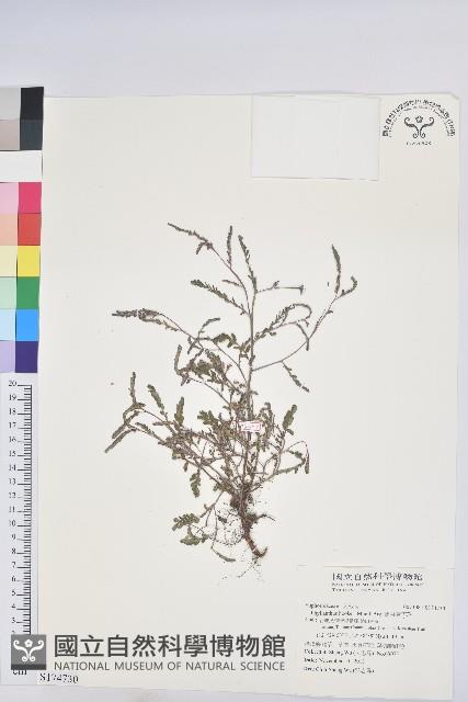 疣果葉下珠藏品圖，第1張